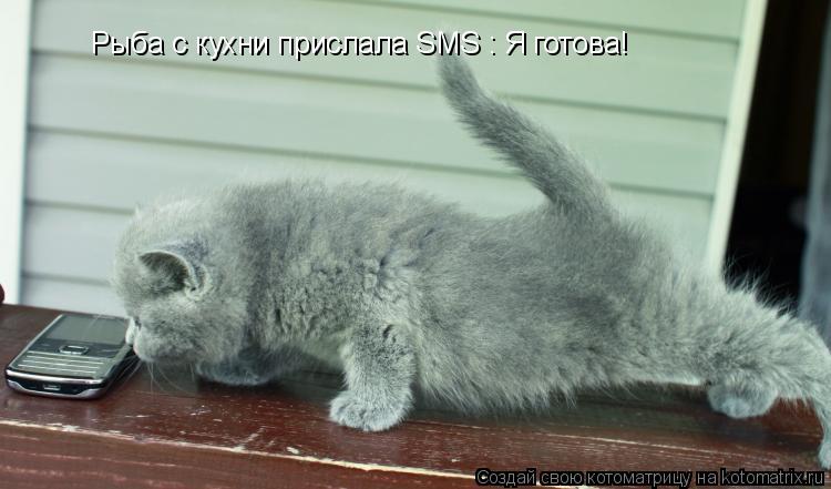 Котоматрица: Рыба с кухни прислала SMS : Я готова!