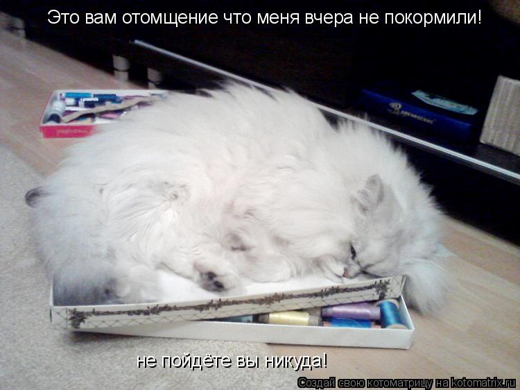 Котоматрица: Это вам отомщение что меня вчера не покормили! не пойдёте вы никуда!