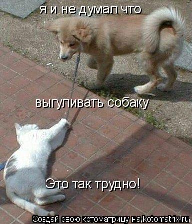Котоматрица: я и не думал что  выгуливать собаку Это так трудно!