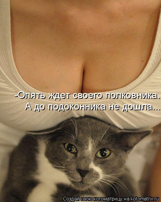 Котоматрица: -Опять ждет своего полковника. А до подоконника не дошла...
