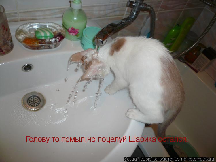 Котоматрица: Голову то помыл,но поцелуй Шарика остался.