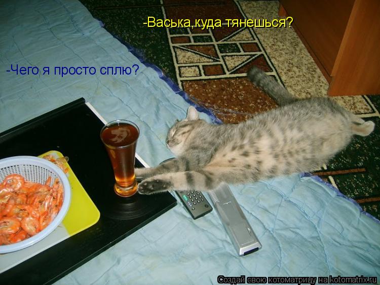 Котоматрица: -Васька,куда тянешься?  -Чего я просто сплю?