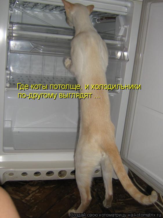 Котоматрица: Где коты потолще, и холодильники по-другому выглядят ...