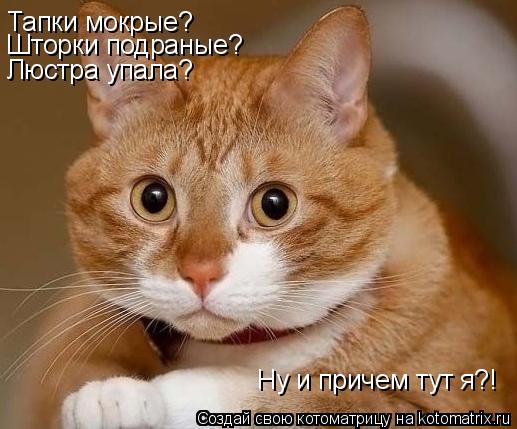 Котоматрица: Тапки мокрые? Шторки подраные? Люстра упала? Ну и причем тут я?!