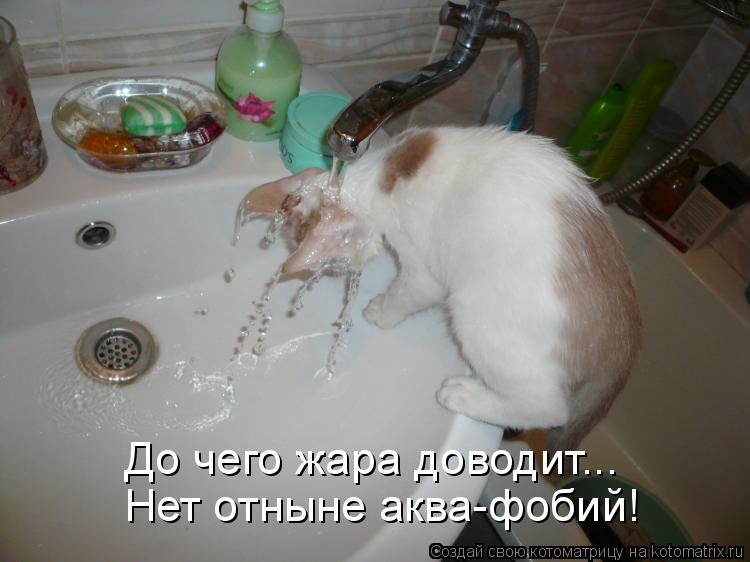 Котоматрица: До чего жара доводит... Нет отныне аква-фобий!