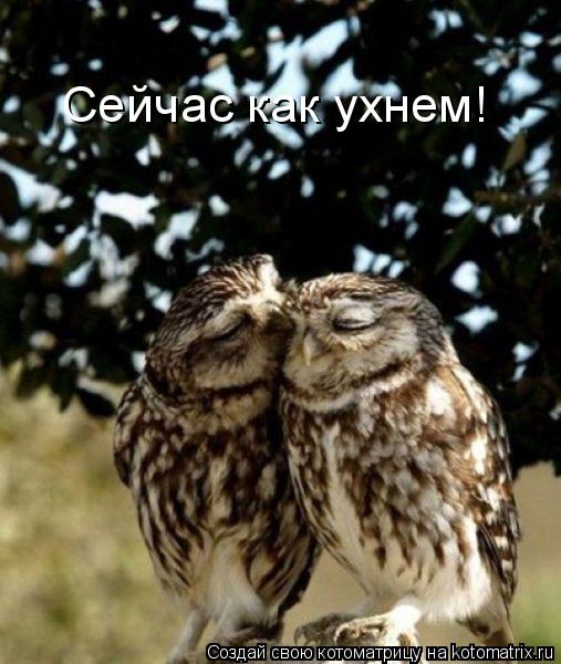 Сейчас как ухнем!... Котоматрица: Сейчас как ухнем!