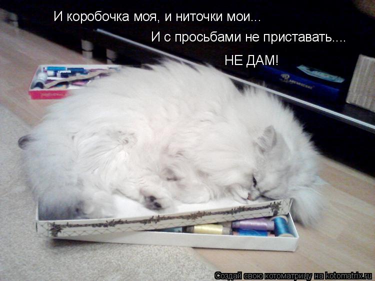 Котоматрица: И коробочка моя, и ниточки мои...  И с просьбами не приставать....  НЕ ДАМ!