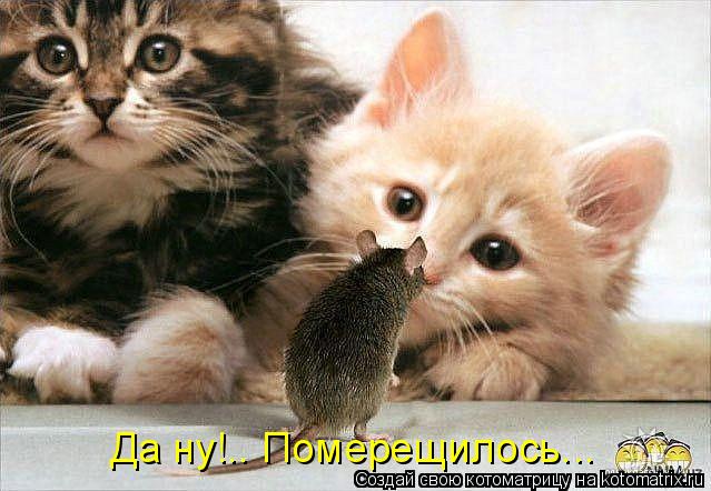 Котоматрица: Да ну!.. Померещилось...