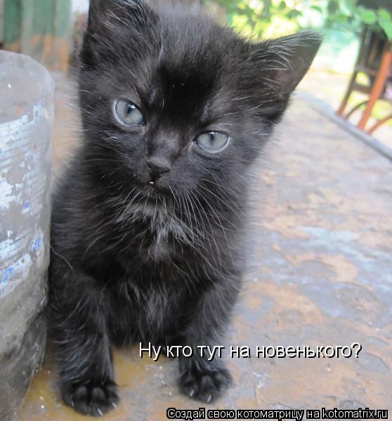 Котоматрица: Ну кто тут на новенького?