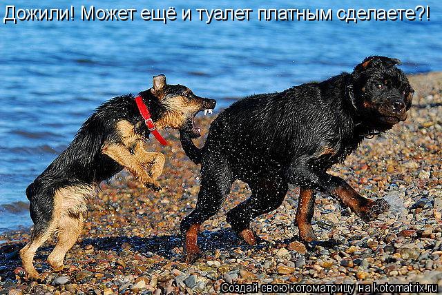 Котоматрица: Дожили! Может ещё и туалет платным сделаете?!