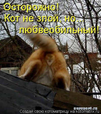 Котоматрица: Осторожно!  Кот не злой, но...  любвеобильный!