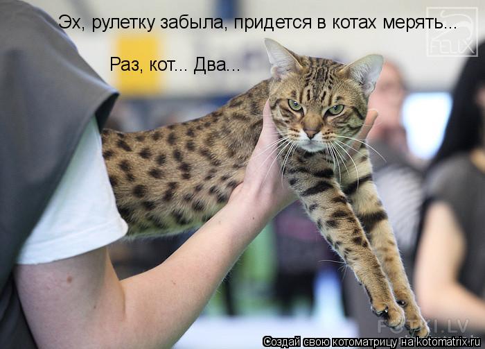 Котоматрица: Эх, рулетку забыла, придется в котах мерять... Раз, кот... Два...