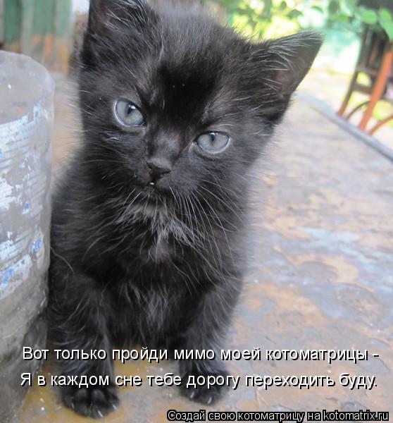 Котоматрица: Вот только пройди мимо моей котоматрицы - Я в каждом сне тебе дорогу переходить буду.