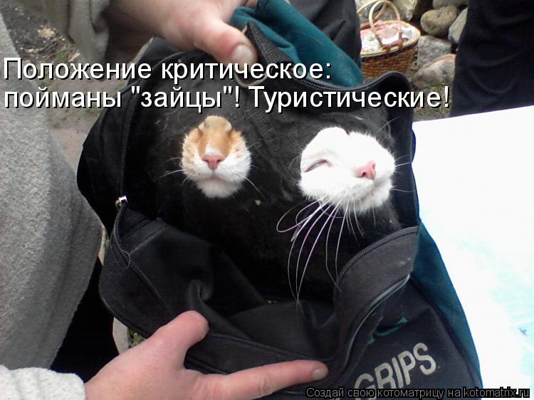Котоматрица: Положение критическое:  пойманы "зайцы"! Туристические!