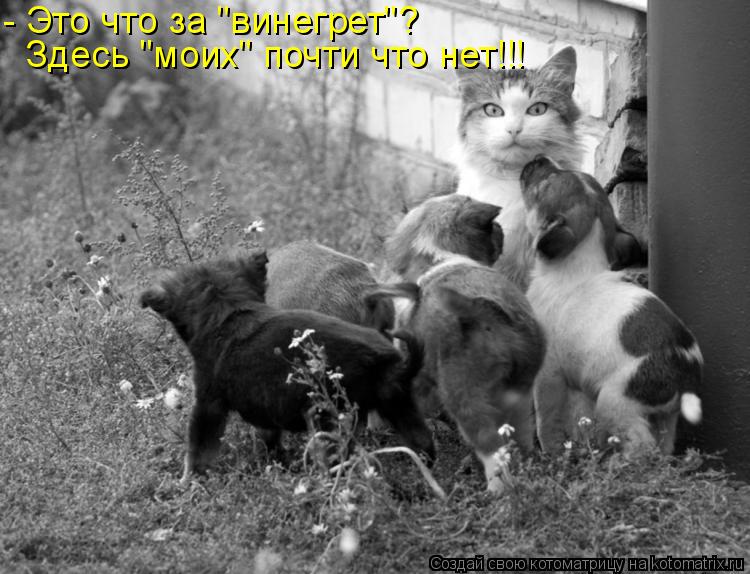 - Это что за "винегрет"? Здесь "моих" почти что нет!!!... Котоматрица: - Это что за "винегрет"? Здесь "моих" почти что нет!!!