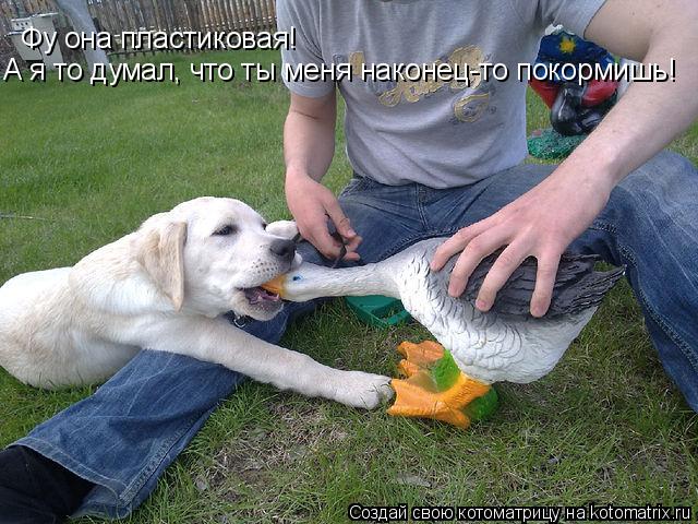Котоматрица: Фу она пластиковая! А я то думал, что ты меня наконец-то покормишь!