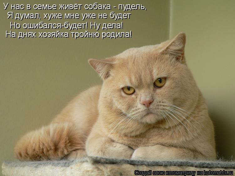 У нас в семье живёт собака - пудель, Я думал, хуже мне уже не будет Но ошибался-будет! Ну дела! На дн... Котоматрица: У нас в семье живёт собака - пудель, Я думал, хуже мне уже не будет Но ошибался-будет! Ну дела! На днях хозяйка тройню родила!