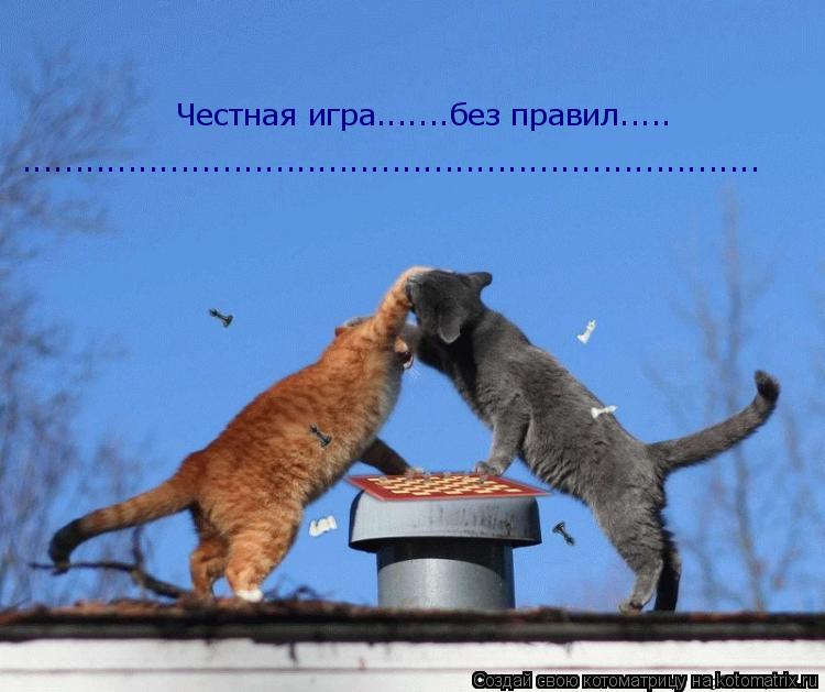 Котоматрица: Честная игра.......без правил..... ......................................................................