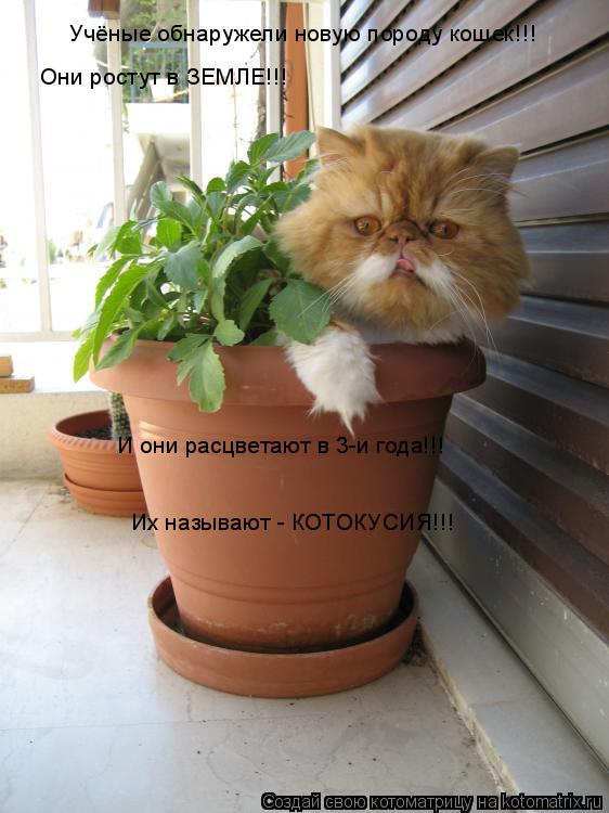 Котоматрица: Учёные обнаружели новую породу кошек!!! Они ростут в ЗЕМЛЕ!!! И они расцветают в 3-и года!!! Их называют - КОТОКУСИЯ!!!