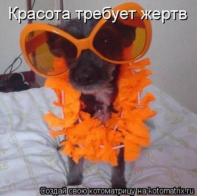 Котоматрица: Красота требует жертв