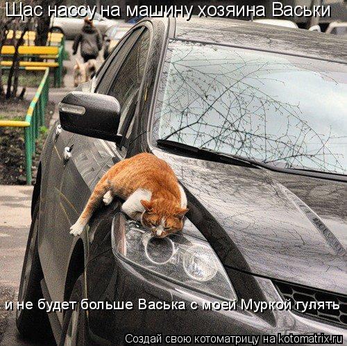 Котоматрица: Щас нассу на машину хозяина Васьки и не будет больше Васька с моей Муркой гулять