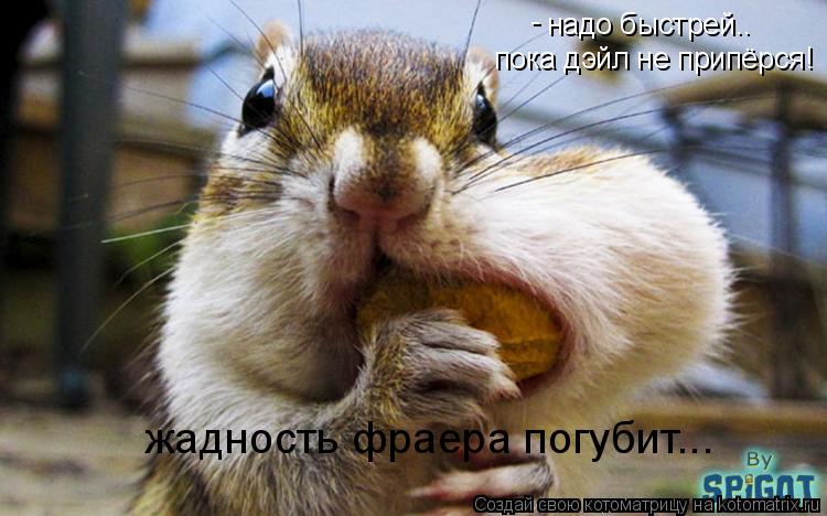 Котоматрица: надо быстрей.. пока дэйл не припёрся! - жадность фраера погубит...
