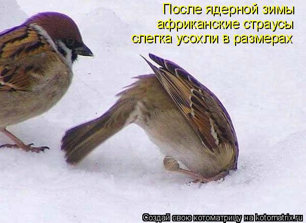 Котоматрица: После ядерной зимы  африканские страусы  слегка усохли в размерах