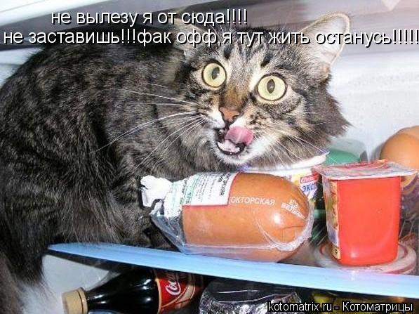 Котоматрица: не вылезу я от сюда!!!! не заставишь!!!фак офф,я тут жить останусь!!!!!!