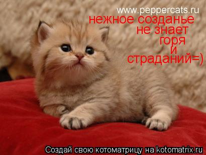 Котоматрица: нежное созданье не знает горя и страданий=)