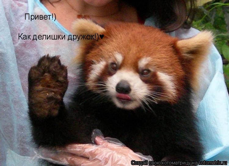Котоматрица: Привет!) Как делишки дружок!)&#9829;