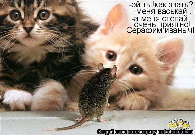 Котоматрица: -эй ты!как звать? -меня васькай.. -а меня стёпай -очень приятно! Серафим иваныч!