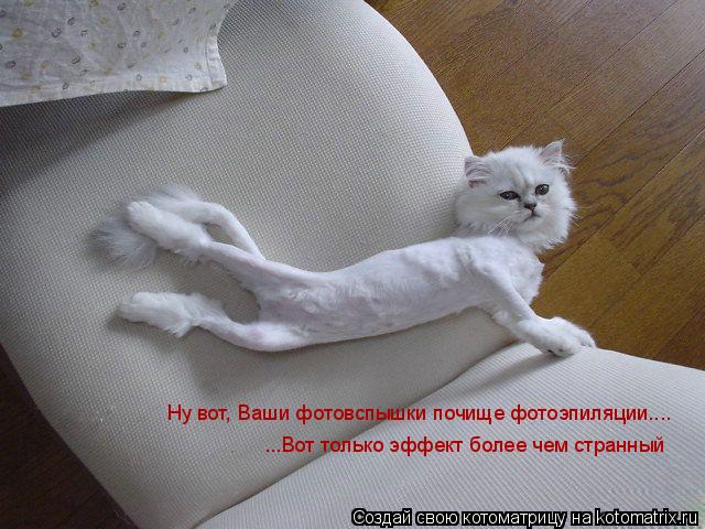Котоматрица: Ну вот, Ваши фотовспышки почище фотоэпиляции....  ...Вот только эффект более чем странный
