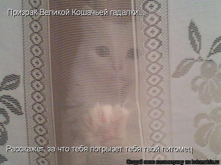 Котоматрица: Призрак Великой Кошачьей гадалки... Расскажет, за что тебя погрызет тебя твой питомец