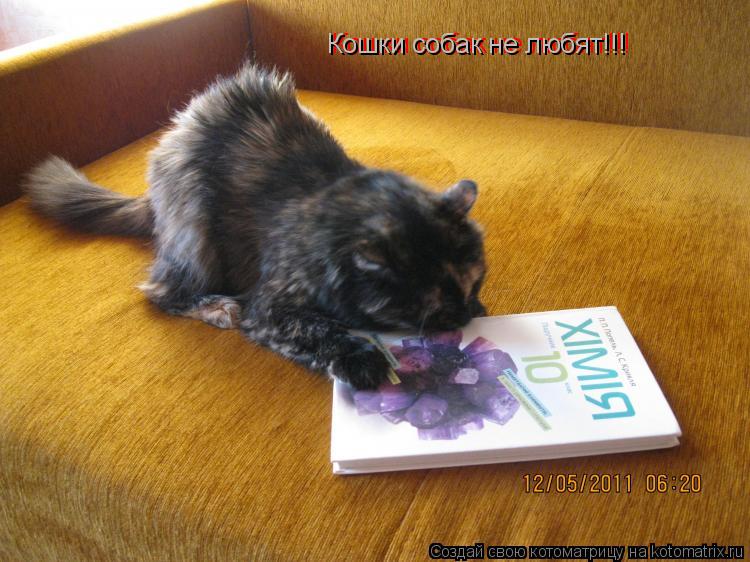 Котоматрица: Кошки собак не любят!!! Кошки собак не любят!!!