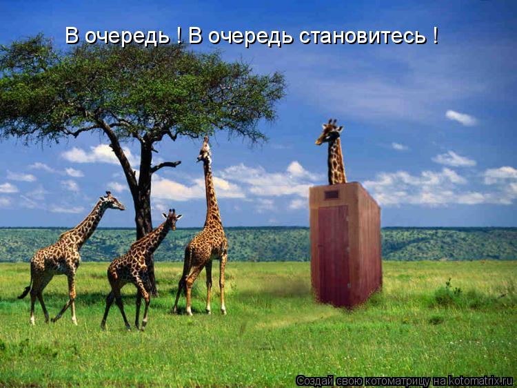 Котоматрица: В очередь ! В очередь становитесь !