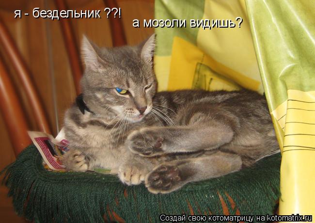 Котоматрица: я - бездельник ??! а мозоли видишь?