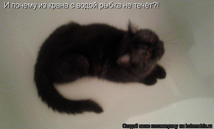 Котоматрица: И почему из крана с водой рыбка не течёт?!
