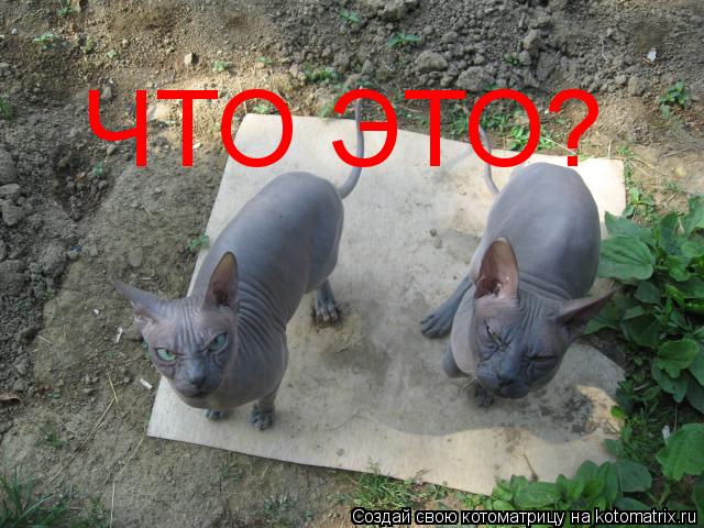 Котоматрица: ЧТО ЭТО?