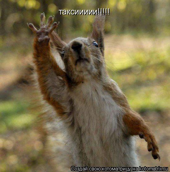 Котоматрица: таксиииии!!!!!