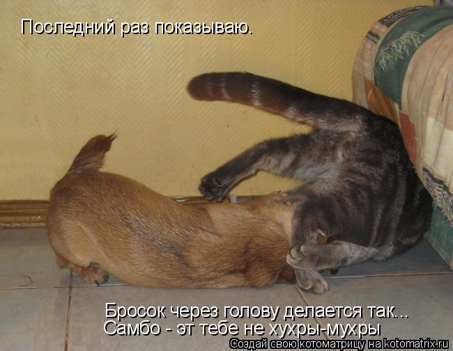 Котоматрица: Последний раз показываю. Бросок через голову делается так... Самбо - эт тебе не хухры-мухры