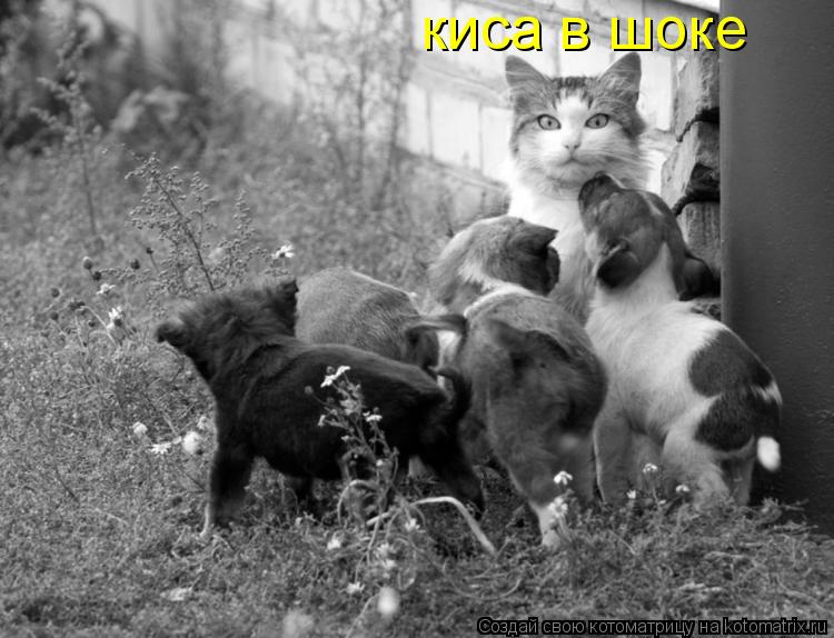 Котоматрица: киса в шоке