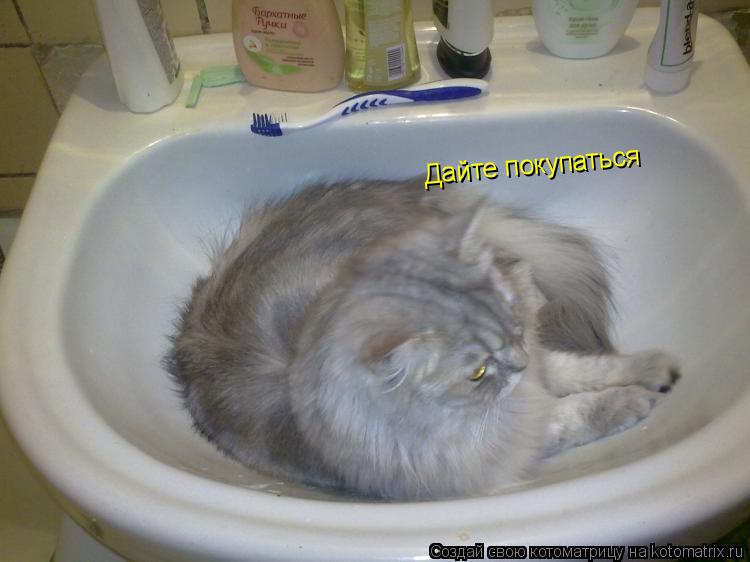 Котоматрица: Дайте покупаться Дайте покупаться