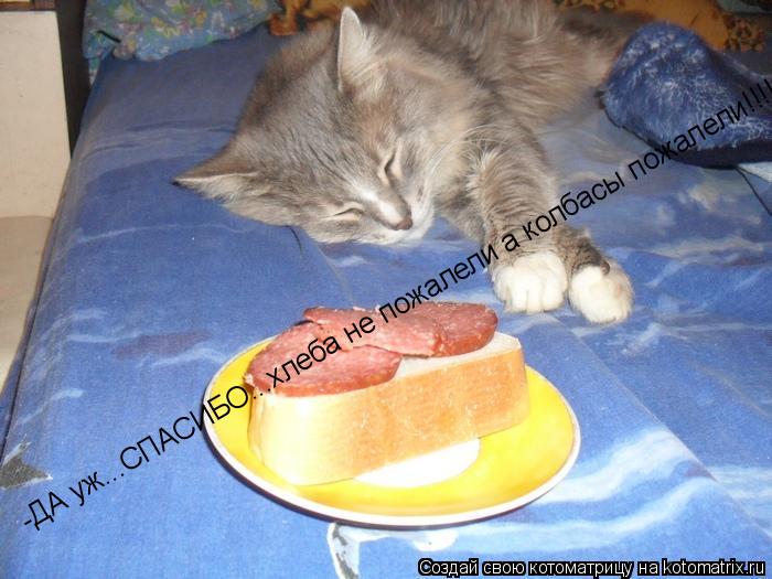 Котоматрица: -ДА уж...СПАСИБО...хлеба не пожалели а колбасы пожалели!!!!!!!!!!!!!!