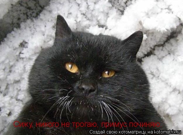 Котоматрица: Сижу, никого не трогаю, примус починяю.