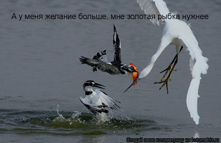 Котоматрица: А у меня желание больше, мне золотая рыбка нужнее