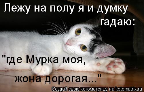 Котоматрица: Лежу на полу я и думку гадаю: "где Мурка моя , жона дорогая..."