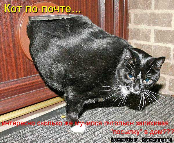 Котоматрица: Кот по почте... интересно сколько же мучился пчтольон запихивая  "посылку" в дом???