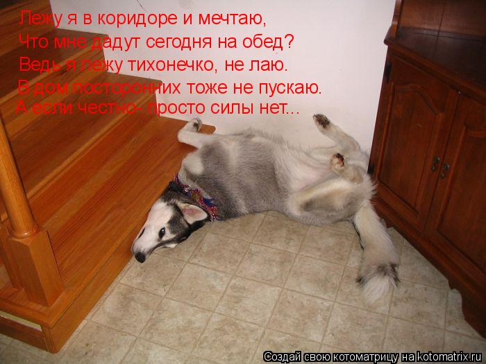 Котоматрица: Лежу я в коридоре и мечтаю, Что мне дадут сегодня на обед? Ведь я лежу тихонечко, не лаю. В дом посторонних тоже не пускаю. А если честно- прост
