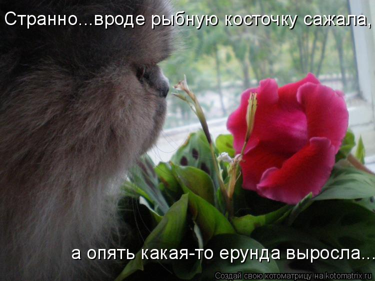 Котоматрица: Странно...вроде рыбную косточку сажала,  а опять какая-то ерунда выросла...
