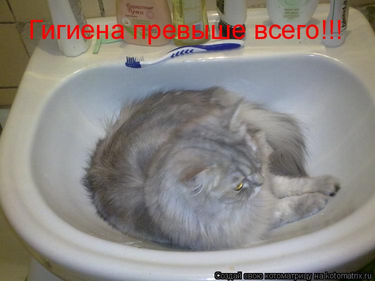 Котоматрица: Гигиена превыше всего!!!